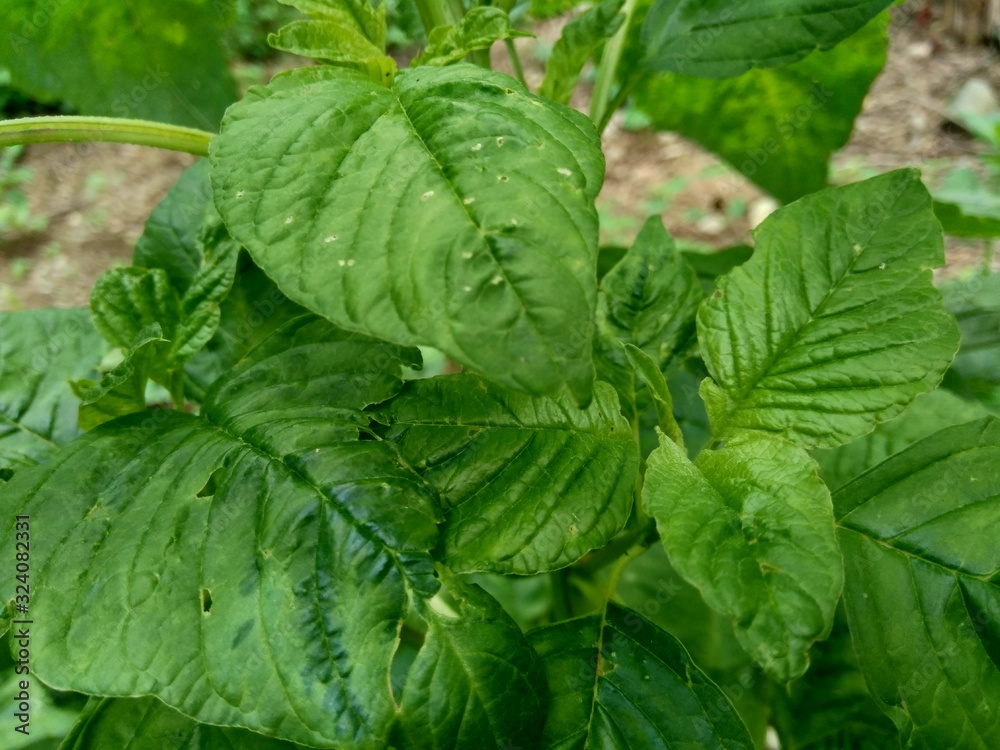 Green spinach (Amaranthus spp.) in the nature background Green spinach (Amaranthus spp.) in the nature background