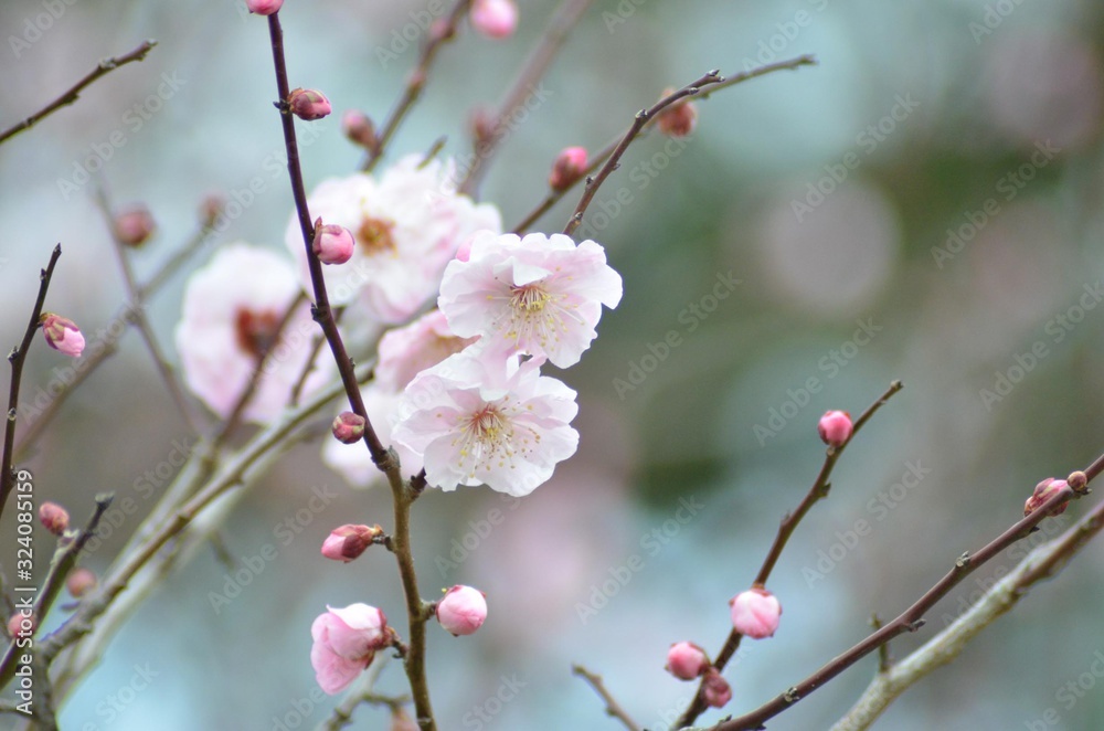 ピンクの梅の花