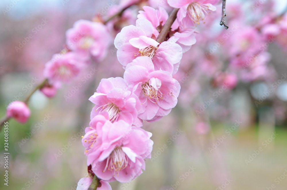 Fototapeta premium ピンクの梅の花