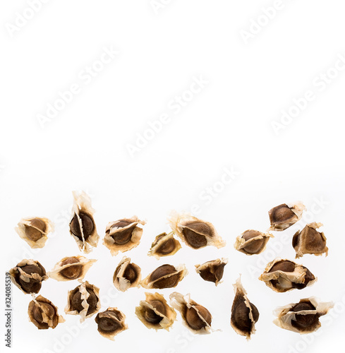 Moringa oleifera - Organic Moringa Seeds © Luis Echeverri Urrea