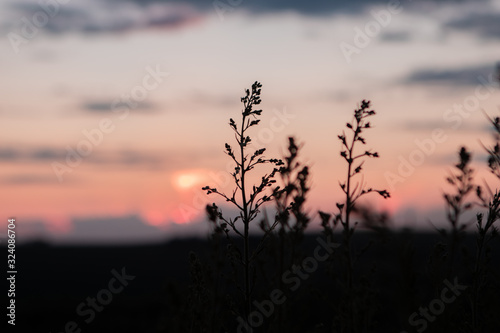 flower in sunset © Emely