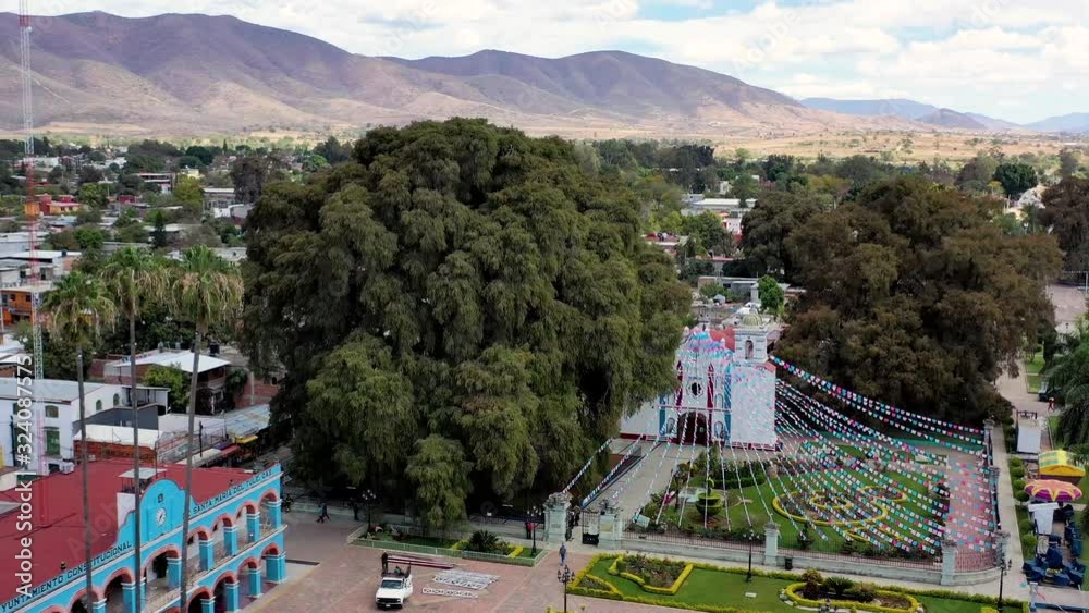 Arbol del Tule the widest tree in the world and over 1,400 years old. Aerial video by drone orbiting move - Santa María del Tule, Oaxaca, Mexico