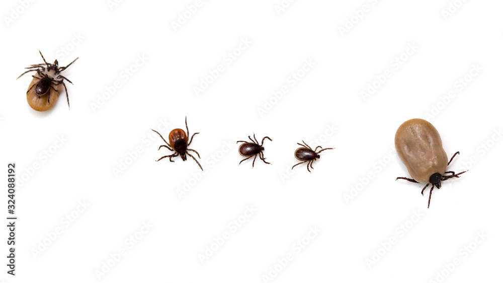 custom made wallpaper toronto digitalStille Gefahr: Zecken in der Natur (Holzbock, Ixodes, ricinus)