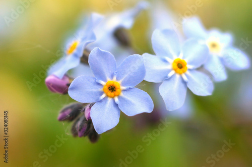 forget me not blue flowers © lsiekierski