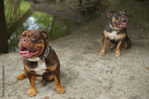 two English bulldogs sitting by pond
