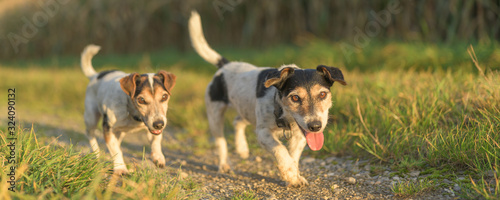 Canvas Print two cute jack russell terriers dogs are walking alone on a path next to corn fields in autumn