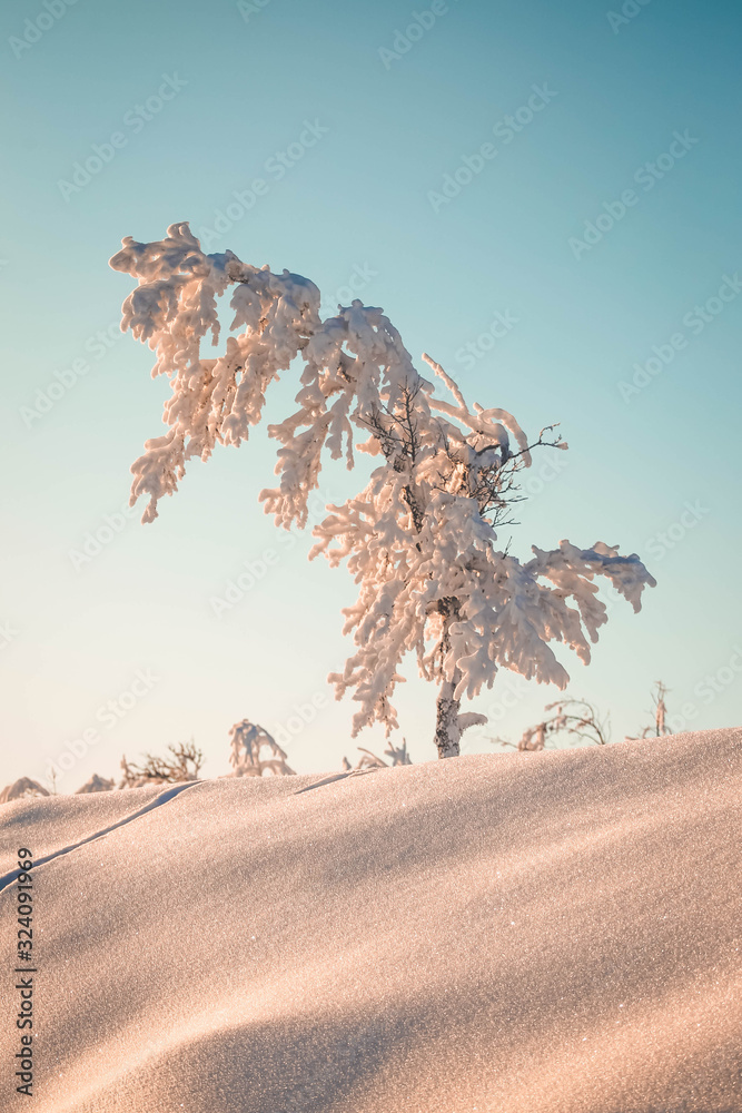 Fototapeta premium tree in the snow