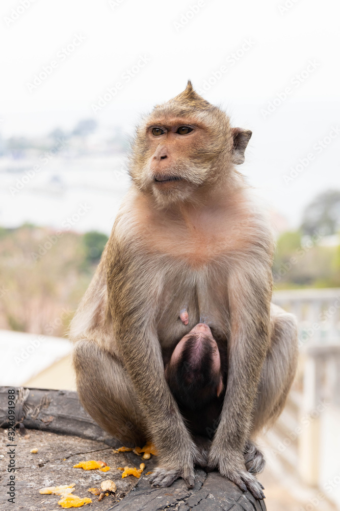 Naklejka premium Baby monkey nursing from mother at Khao sam muk in Chonburi Province, Thailand.
