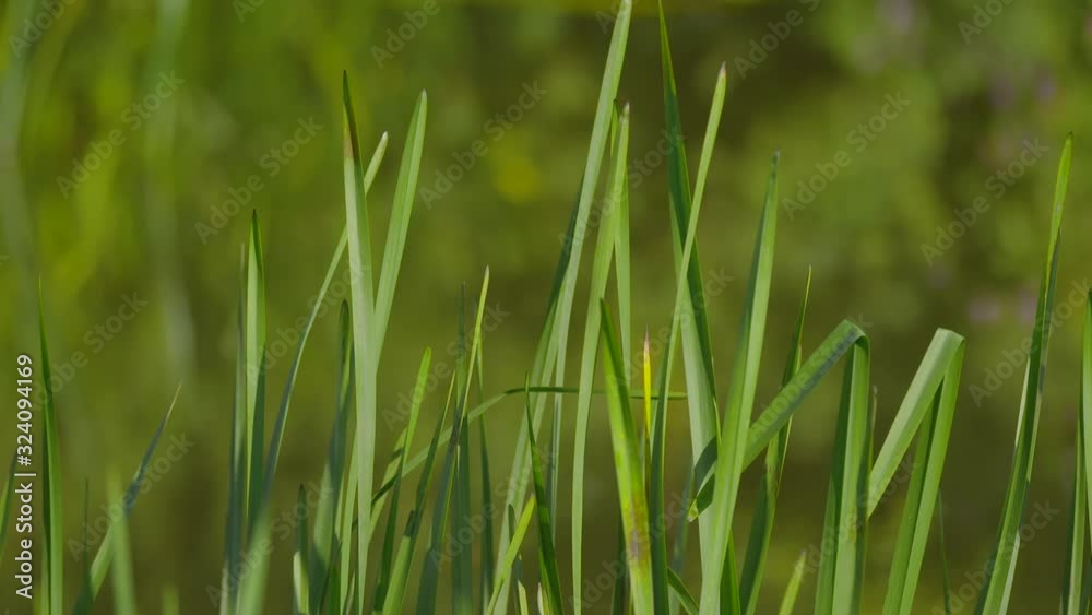 Extreme close up of the tips of tall blades of grass Extreme close up of the tips of tall blades of grass