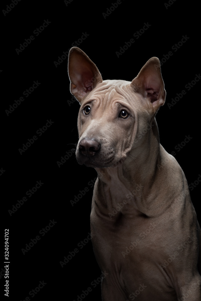 puppy on black in the studio. dog Thai readback on a dark background. pet portrait
