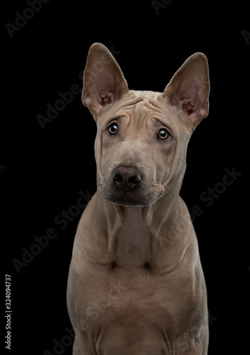 puppy on black in the studio. dog Thai readback on a dark background. pet portrait