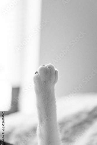 White cat's paw