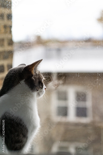 White and grey cat looking out window with reflection in glass