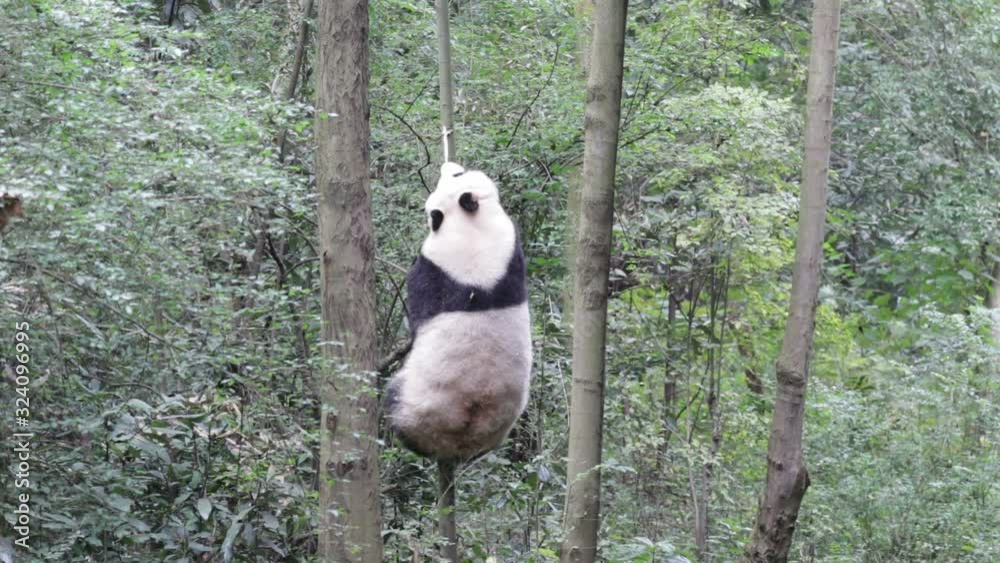 Playful Panda is Climbing up the Tree, Chengdu, China Playful Panda is Climbing up the Tree, Chengdu, China