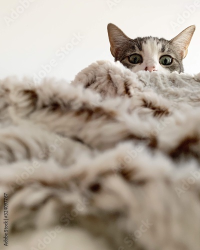 Grey and white cat peeking from behind furry blanket 