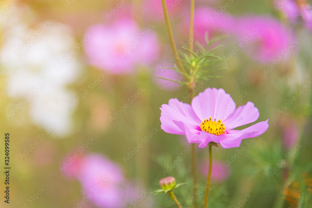 Pink flowers in the garden in the morning Pink flowers in the garden in the morning