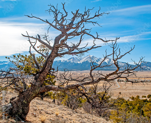 Gnarled Tree in the Colorado Rocky Mountains 