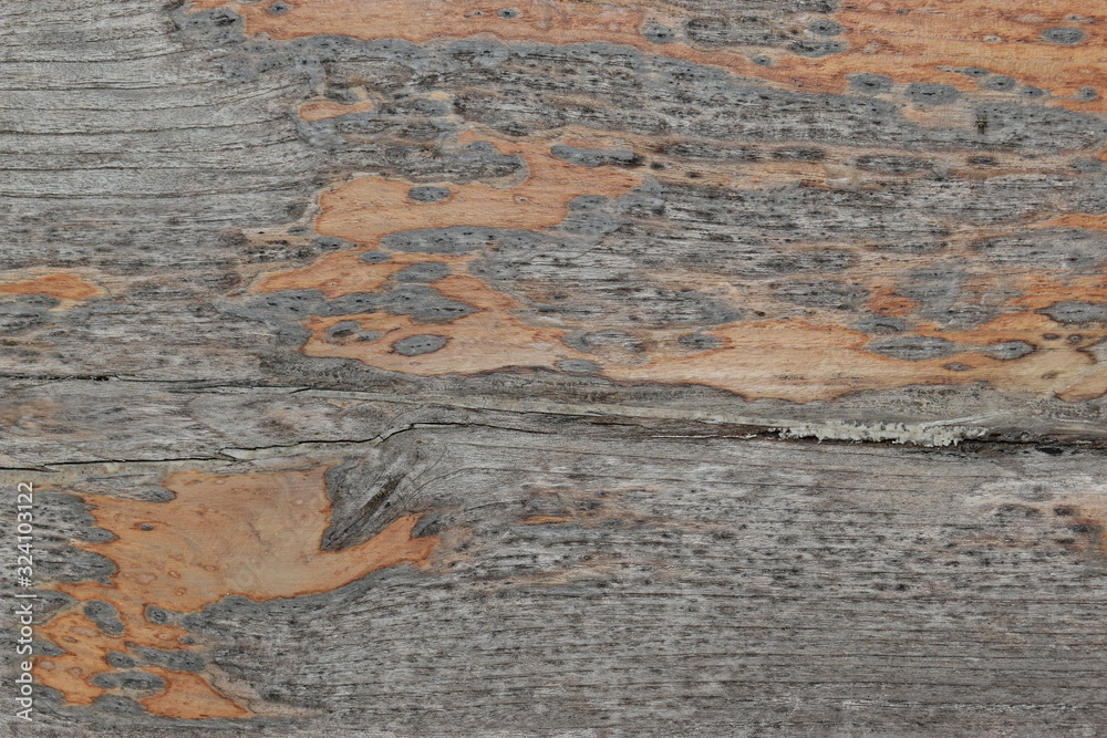 Obraz premium wood board texture weathered background