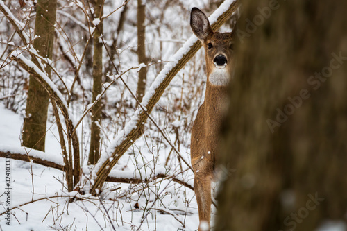 White-tailed deer partially hidden by tree