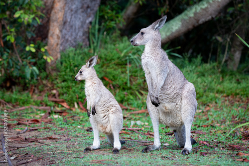 two kangroos in the wild