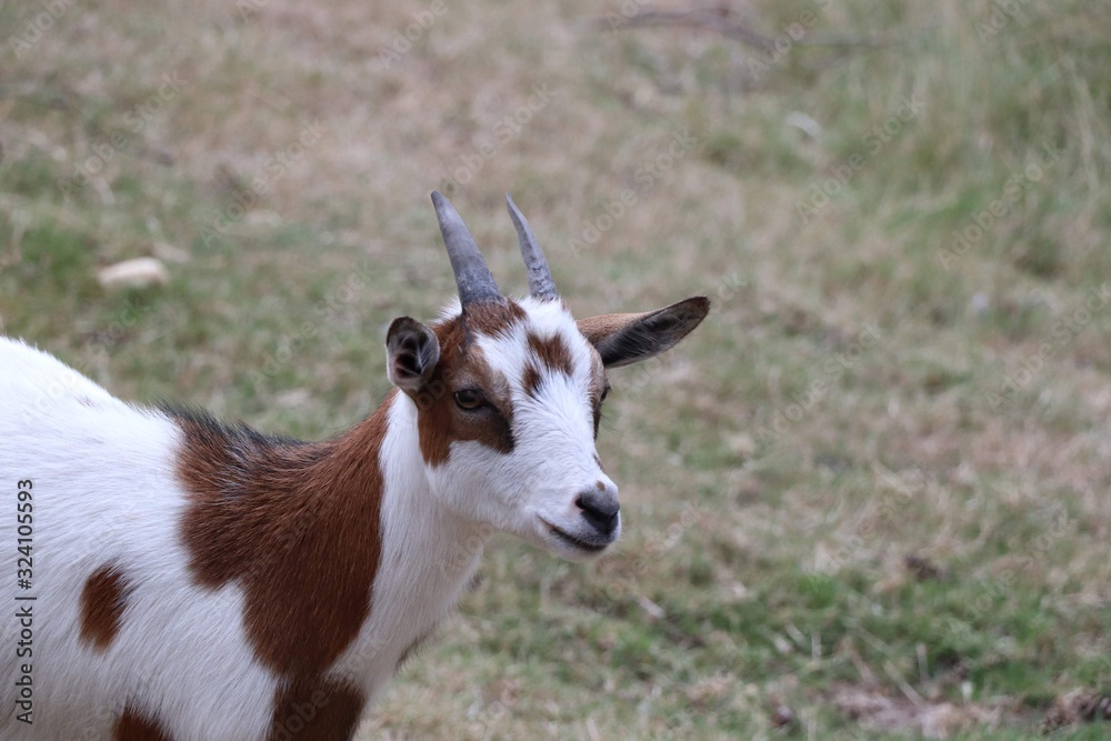 goat on green grass goat on green grass