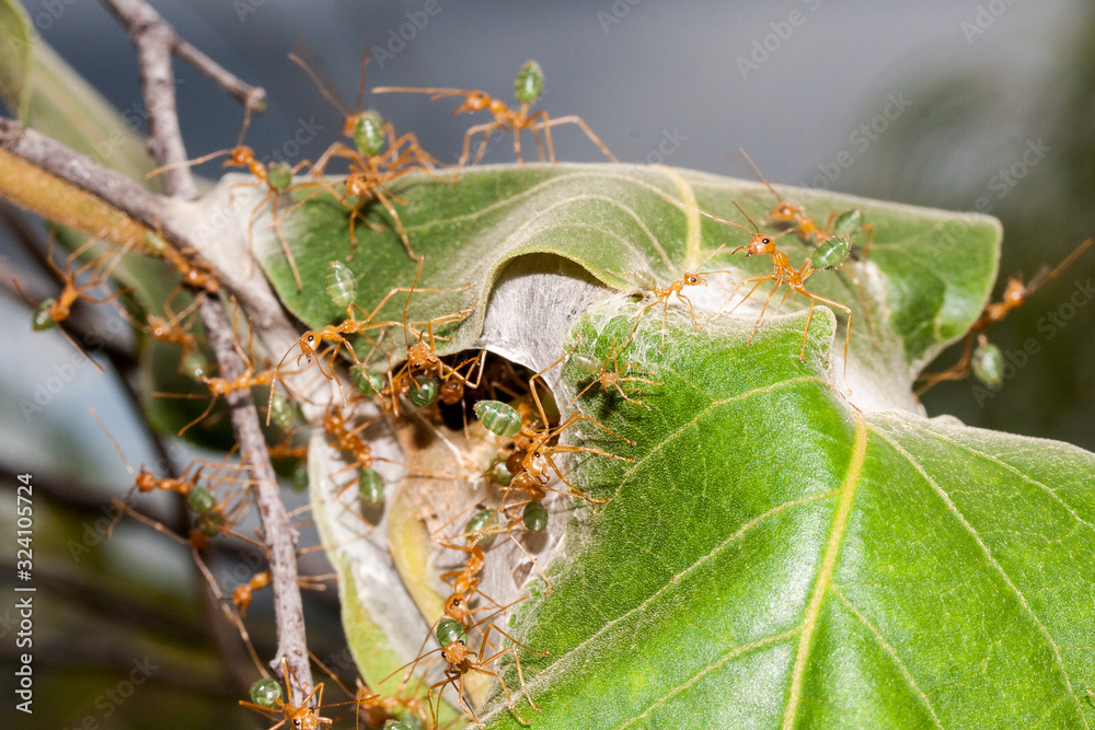 Fototapeta premium Green Ants nest