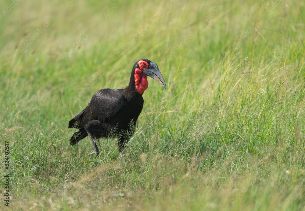 Southern Ground Hornbill seen walking in a green grass al Masai Mara, Kenya, Africa