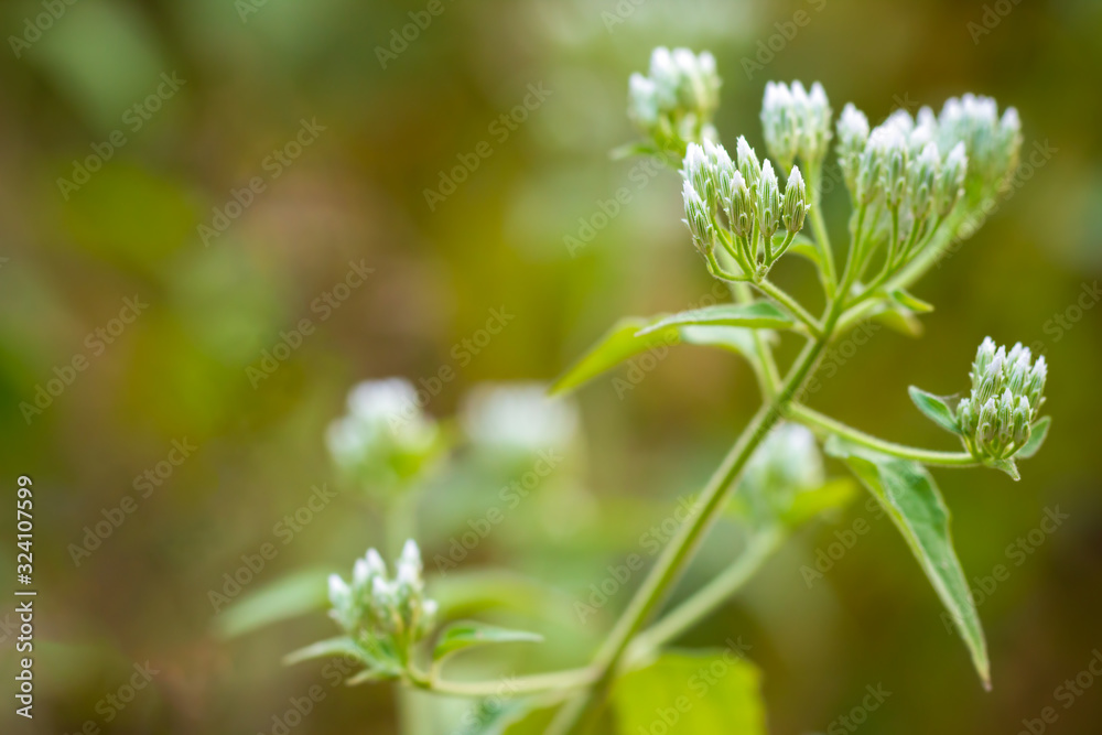 White flower of Siam weed or Bitter bush in tropical forest. Closeup and copy space. Concept of Herb. White flower of Siam weed or Bitter bush in tropical forest. Closeup and copy space. Concept of Herb.
