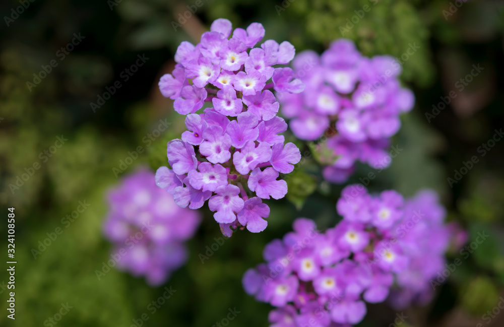 Close-up of purple Shrub Lantana is blooming, (Lantana Camara) Close-up of purple Shrub Lantana is blooming, (Lantana Camara)