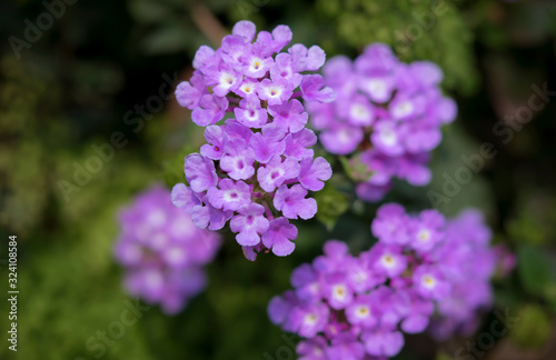 Close-up of purple Shrub Lantana is blooming, (Lantana Camara)