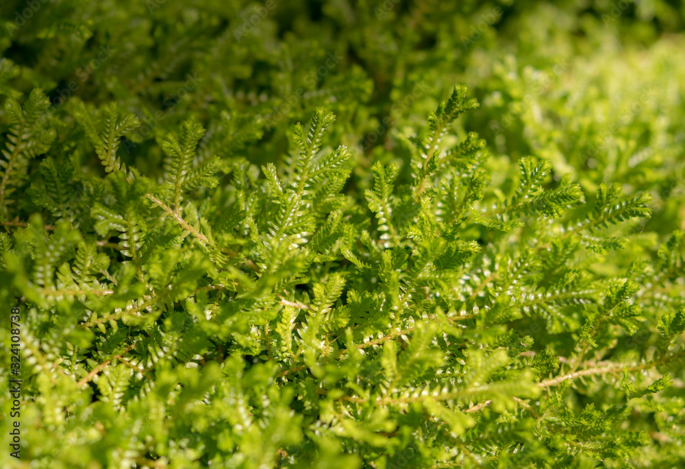 Natural backgrounds of green moss on the land, Non-vascular plant (Bryophytes)