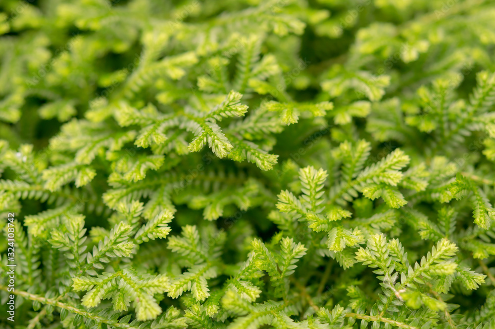 Natural backgrounds of green moss on the land, Non-vascular plant (Bryophytes) Natural backgrounds of green moss on the land, Non-vascular plant (Bryophytes)