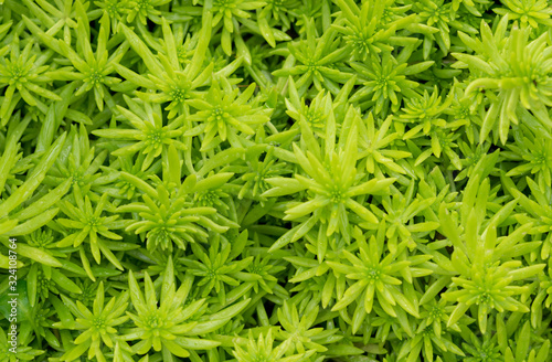 Natural backgrounds of green moss on the land, Non-vascular plant (Bryophytes)