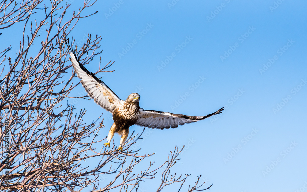 Rough-legged hawk taking flight