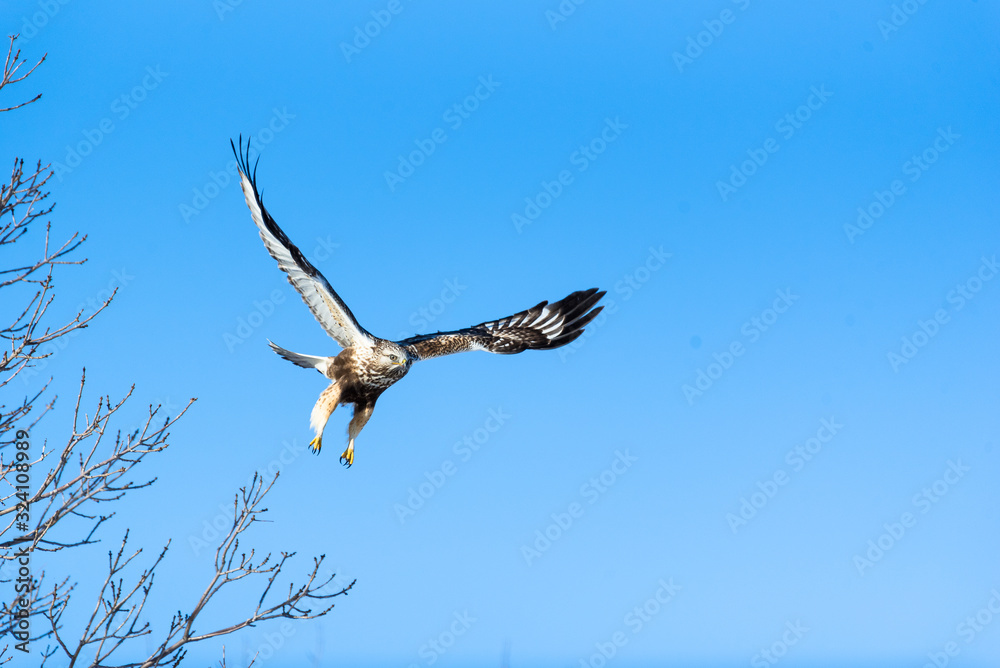 Rough-legged hawk taking flight