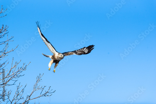 Obraz na płótnie Rough-legged hawk taking flight w salonie