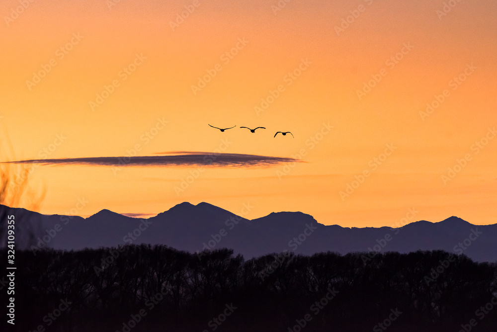 sunset over the mountains with sandhill cranes flying towards mountains