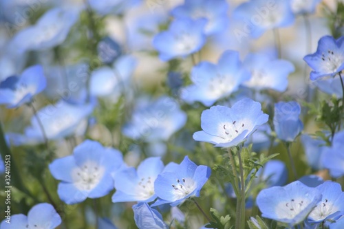 ネモフィラとノースポールの花畑です