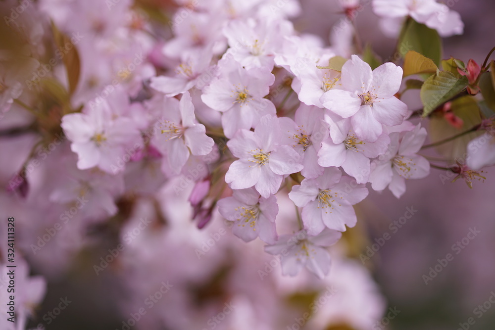 Fototapeta premium 桜のアップ1