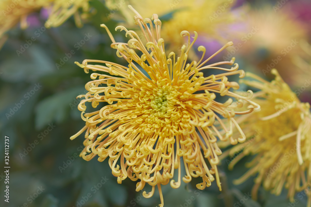 Chrysanthemum grandiflorum . Yellow chrysanthemum in autumn botanical garden. Decorative composition of yellow chrysanthemum flowers, autumn bouquet. Chrysanthemum grandiflorum . Yellow chrysanthemum in autumn botanical garden. Decorative composition of yellow chrysanthemum flowers, autumn bouquet.