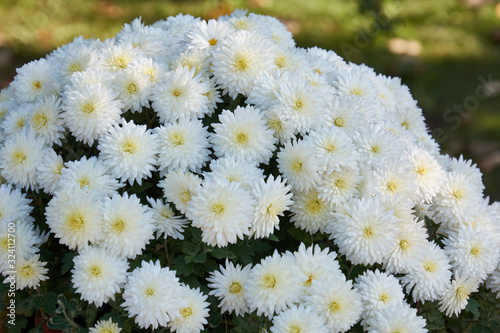 Decorative composition of white chrysanthemum, autumn bouquet. Snow-white chrysanthemum in leaf fall botanical garden.