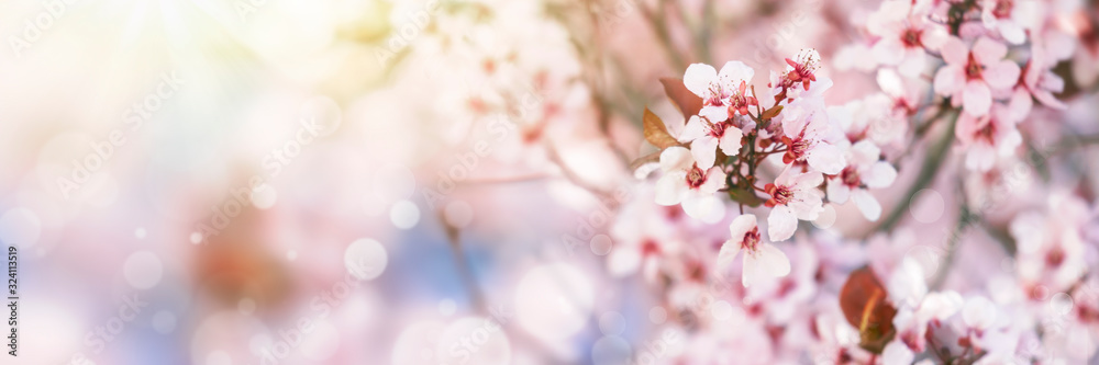 tree with pink flowers in sunlight, spring blossom background tree with pink flowers in sunlight, spring blossom background