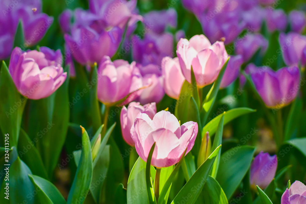 Tulip flowers for decoration, beauty, postcard and agricultural concept design. Tulip flowers for decoration, beauty, postcard and agricultural concept design.