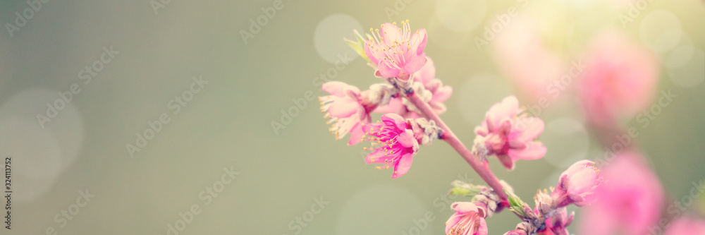 Pink tree flowers in spring blossom, sunshine on branches Pink tree flowers in spring blossom, sunshine on branches