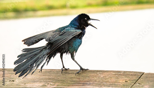 Boat-tailed grackles sitting on fence at Orlando Wetlands. photo