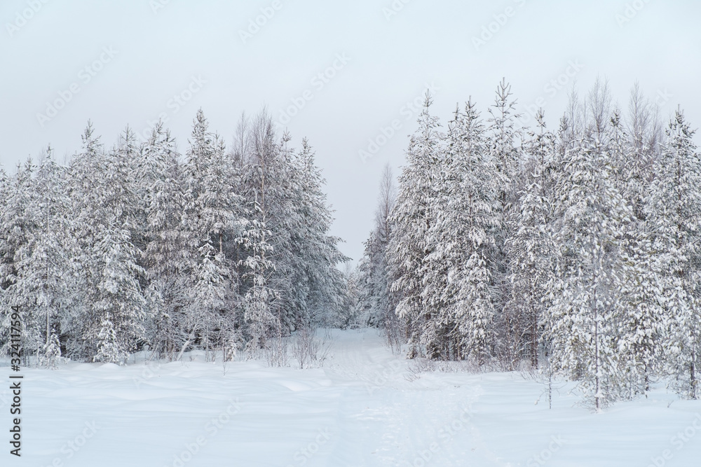 Winter landscape. Winter road through a snow-covered forest