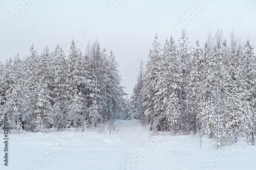 Winter landscape. Winter road through a snow-covered forest