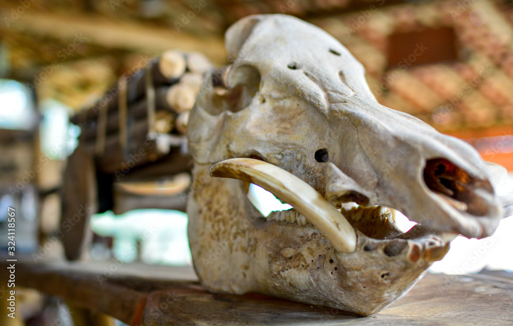 boar skull boar skull