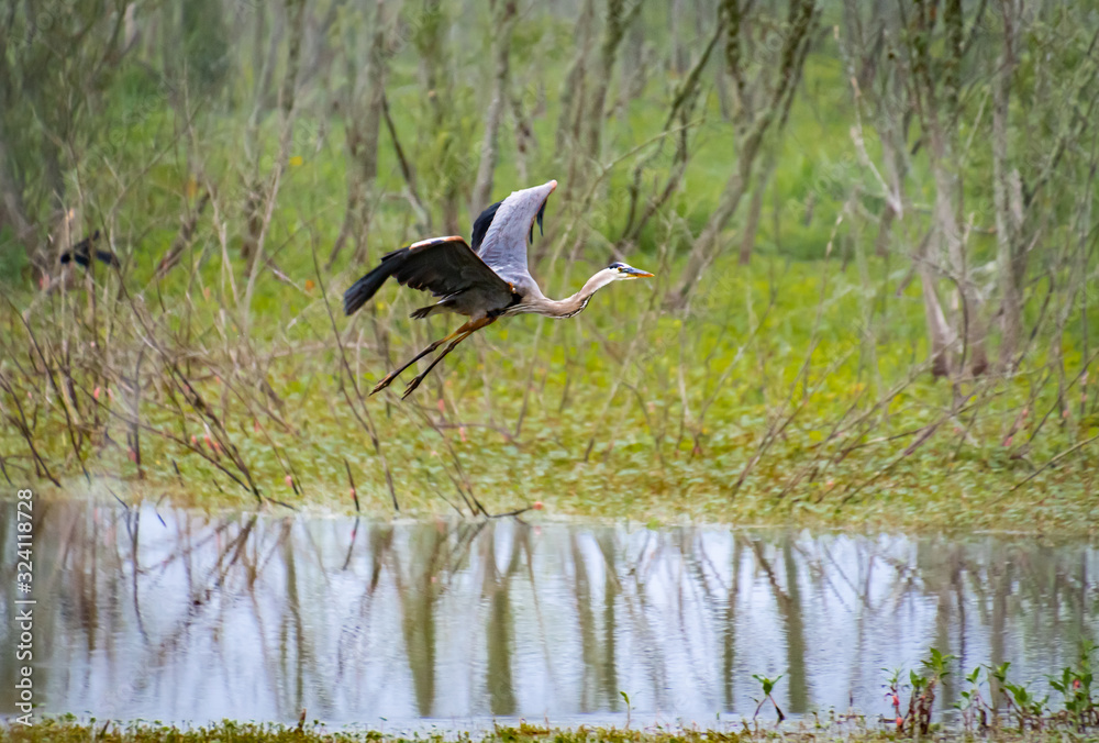 Great Blue Heron fishing in wetlands in Orlando Florida.