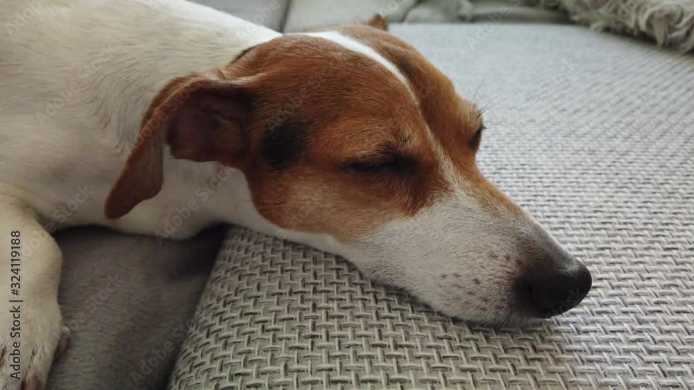 Close up of a sleeping Jack Russell Terrier on my couch, always waked up, and looking into the camera Close up of a sleeping Jack Russell Terrier on my couch, always waked up, and looking into the camera